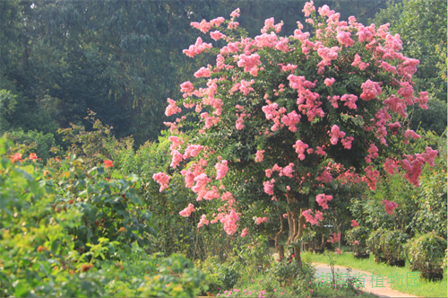 探寻植物多样性之美——紫薇花开，灿若云霞！