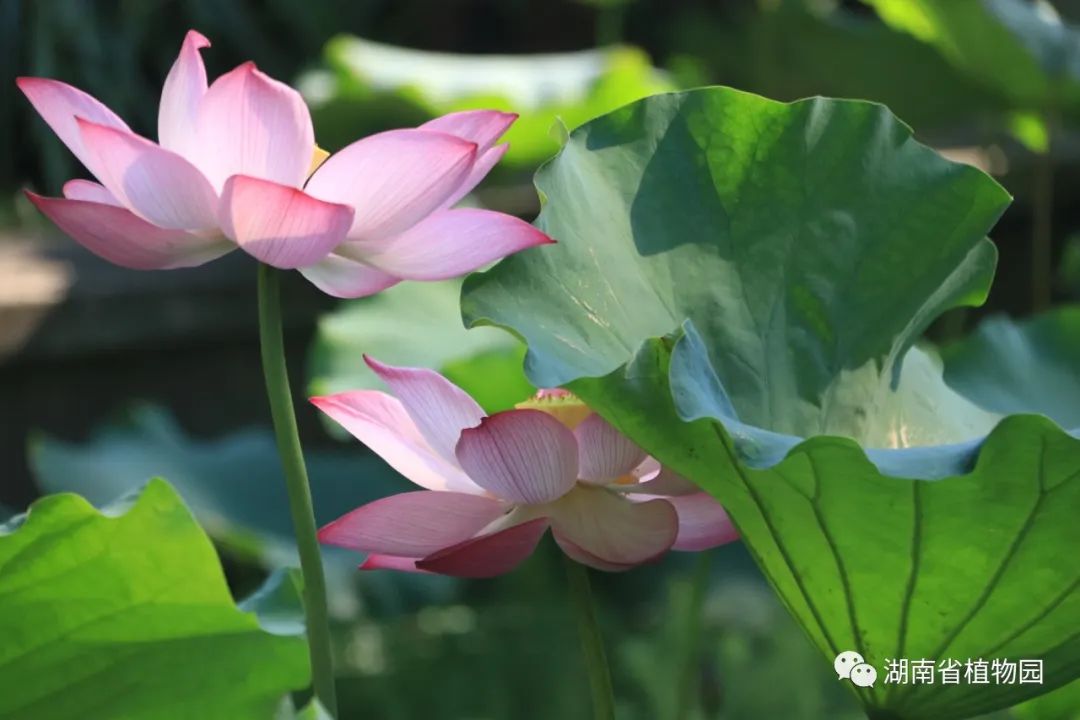 花文化|夏之使者荷花的渊远历史文化