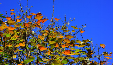 双生花，展现事物两面性的哲学观