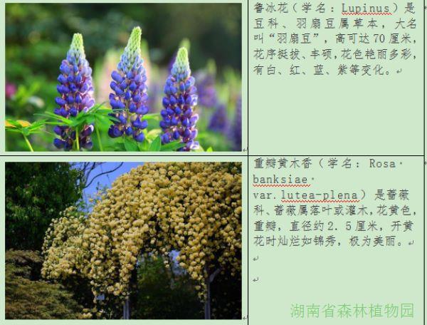 透过植物园的“花花”了解植物多样性之美！