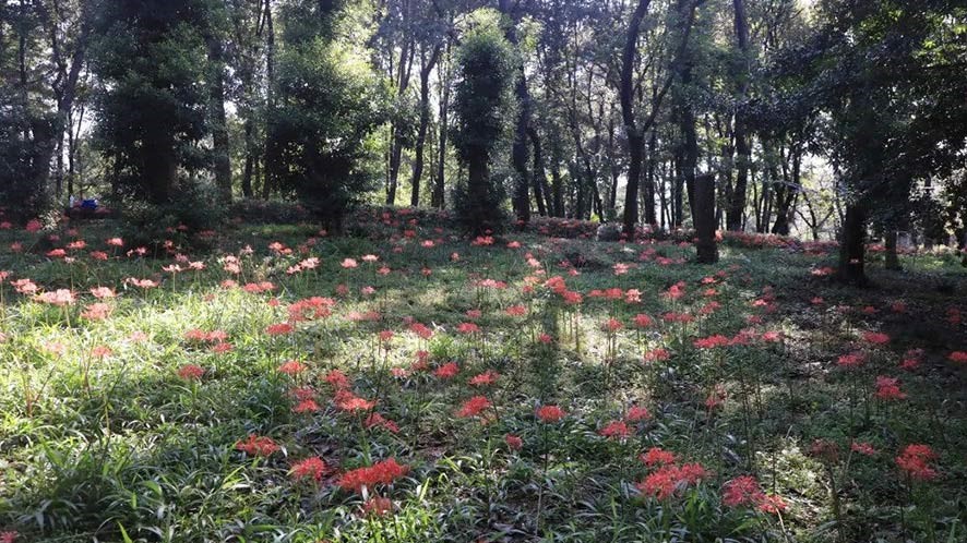 花文化|石蒜——被赋予众多文艺、神秘色彩的花