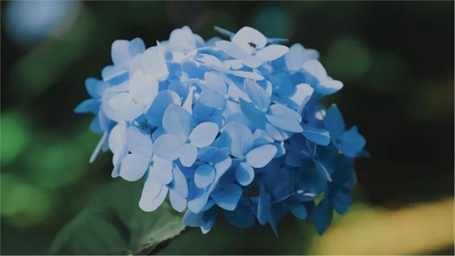 探寻植物多样性之美|绣球花开，共赴一场五彩缤纷的“仲夏之梦”吧！