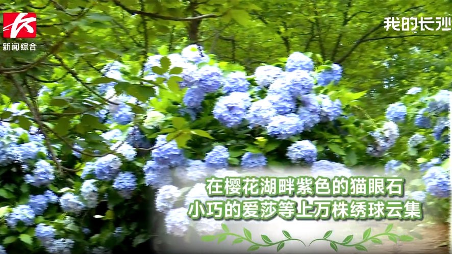独家V视|夏日限定浪漫!省植物园绣球花海等你来~